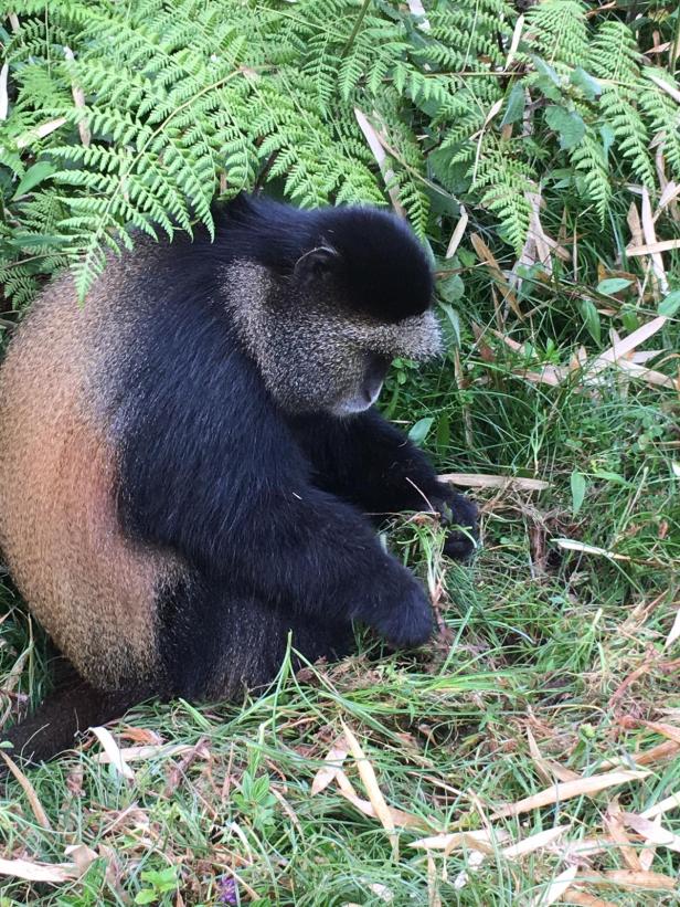 68c4d1c3-0950-4cdb-aa6e-91bb73445489